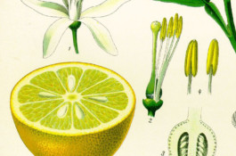 Lemon Detail